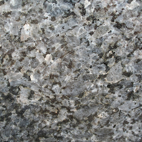 Labrador-Silver-Pearl